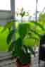Avokado plantor
