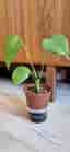 Monstera planta