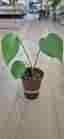 Monstera planta