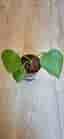 Monstera planta