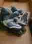 K2 inline skates Velocity 4.1 Women (storlek 39,5)