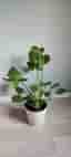 Monstera Deliciosa
