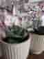 PLASTBLOMMOR MED KRUKA