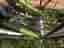Crescent dam/flick cykel 26 tum