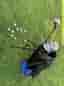 Golfset inkl bag