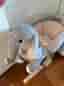 Gungande Elefant