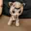 Paw Patrol gosedjur