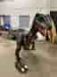 Jättestor Velociraptor dinosaurie