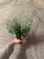 Dekorativa eucalyptus plastväxter