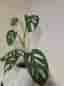 Monstera adansonii växt