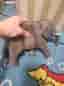 Schleich Elefant Figur