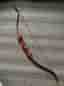 Pilbåge Recurve "Checkmate Hunter" Tomasino