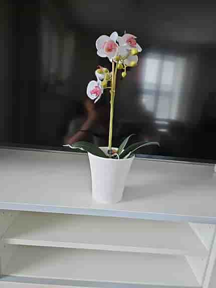 Plastblomma orkidéer
