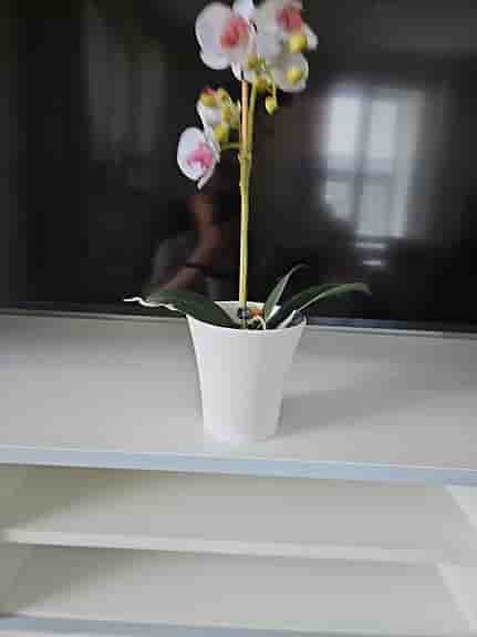 Plastblomma orkidéer