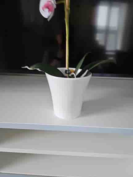 Plastblomma orkidéer