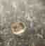 Safir champagne 1.55 ct Ceylon