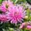 Dahlia Park Princessa frön rosa blomma 6 fön