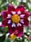 Dahlia Eefje 10 frön