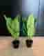 Konstgjord bananplanta – 2 st (nya)