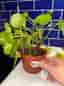 Pilea peperomioides krukväxt