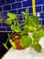 Pilea peperomioides krukväxt