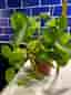 Pilea peperomioides krukväxt