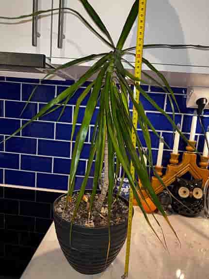 Dracena krukväxt grön 50 cm