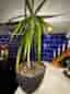 Dracena krukväxt grön 50 cm
