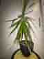 Dracena krukväxt grön 50 cm