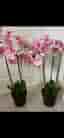 Orkidé krukväxt rosa 2 st exklusiva höga 85 cm blommor fejkblommor