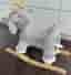 Gungdjur elefant mjuk plysch grå nyskick spelar musik
