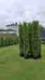 Thuja/tujor/thujor Smaragd 220-240cm Krukodlade