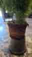 Thuja/tujor/thujor Smaragd 220-240cm Krukodlade