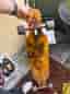 Loaded Dervish longboard