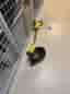 Ryobi eldriven grästrimmer
