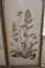 Vintage tavlor med pressade blommor – 70/80-tal – signerade WR