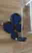 Barbell curl