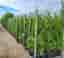Thuja/tujor/thujor Brabant 160-180cm Krukodlade