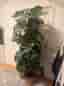 Större Monstera konstgjort