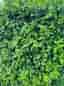 Vintergrön liguster (Ligustrum vulgare 'Atrovirens')