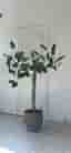 Jättestor ficus Audrey träd ”banianträd” ca 180 cm