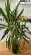 Yucca Palm krukväxt grön - storvuxen 150cm