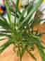 Yucca Palm krukväxt grön - storvuxen 150cm