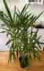 Yucca Palm krukväxt grön - storvuxen 150cm