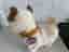 Talande leksakshund beige plysch