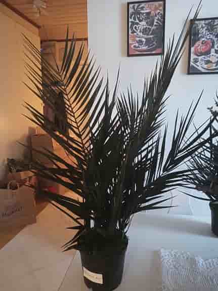 Palm Grön Konstgjord Krukväxt 80cm