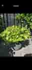 Stor Hosta - funkia
