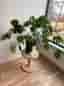 Stor och frodig Monstera