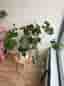 Stor och frodig Monstera