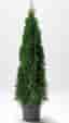 Thuja Brabant & Thuja Smaragd!